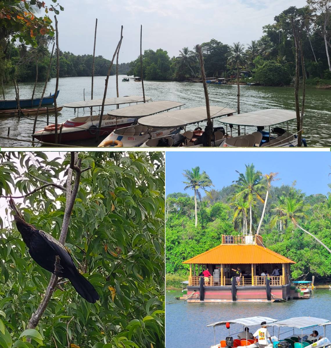 Poovar backwater boating experience