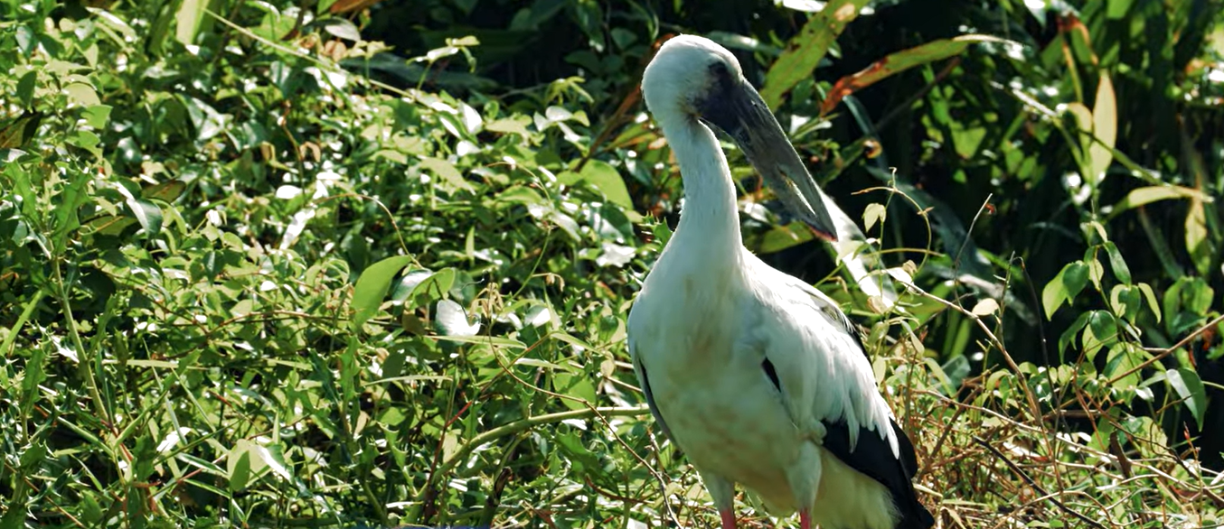 poovar back water nature view